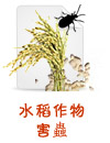 水稻作物害蟲
