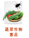 蔬菜作物害蟲